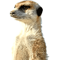 Meerkat