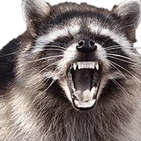 Racoon