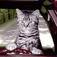 SNL saturday night live toonces