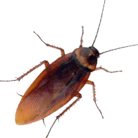Cockroach