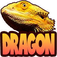 Bearded Dragon