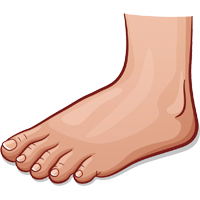 Foot