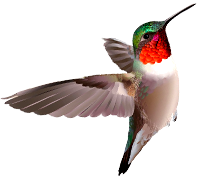 hummingbird