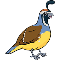 California Quail
